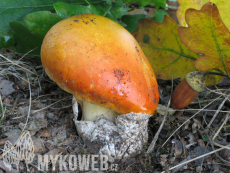 Amanita caesarea