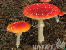 Amanita muscaria