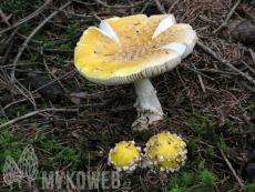 Amanita muscaria