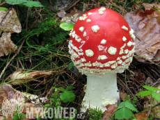 Amanita muscaria