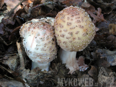 Amanita rubescens