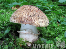 Amanita rubescens