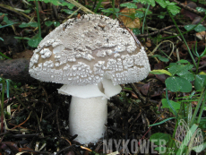 Amanita excelsa