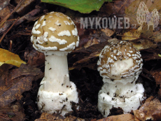 Amanita pantherina