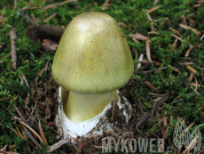 Amanita phalloides