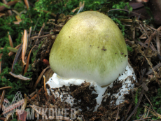 Amanita phalloides