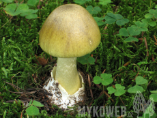 Amanita phalloides