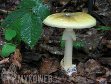 Amanita phalloides