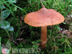 Cortinarius rubellus (skvělý)