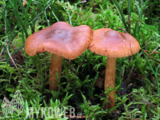 Cortinarius rubellus (skvělý)