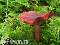 Cortinarius sanguineus