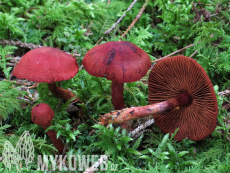 Cortinarius sanguineus