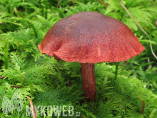 Cortinarius sanguineus