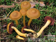 Cortinarius semisanguineus