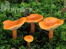 Lactarius aurantiacus