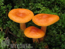 Lactarius aurantiacus