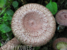 Lactarius spinosulus