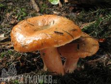 Lactarius deterrimus