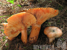 Lactarius deterrimus