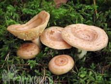 Lactarius chrysorrheus