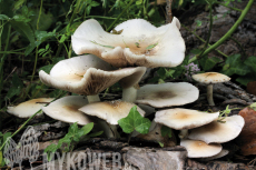 Agrocybe cylindracea