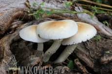 Agrocybe cylindracea