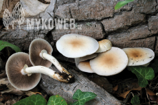 Agrocybe cylindracea