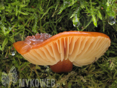 Flammulina velutipes