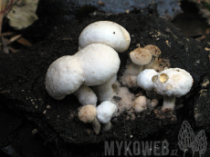 Asterophora lycoperdoides