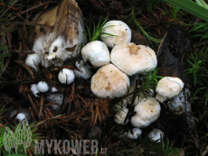 Asterophora lycoperdoides