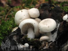 Asterophora lycoperdoides