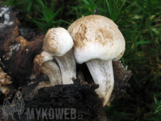 Asterophora lycoperdoides