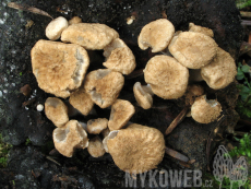 Asterophora lycoperdoides