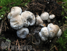 Asterophora lycoperdoides