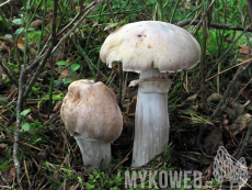 Cortinarius caperatus