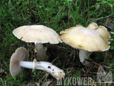 Cortinarius caperatus