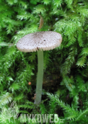 Pluteus hispidulus