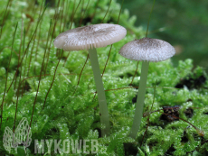 Pluteus hispidulus