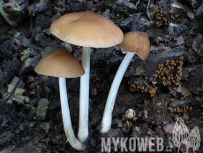 Pluteus phlebophorus