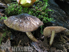 Pluteus umbrosus