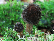 Pluteus umbrosus