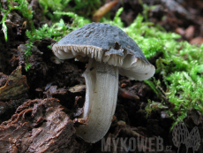 Pluteus thomsonii