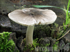 Pluteus salicinus