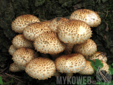 Pholiota squarrosa