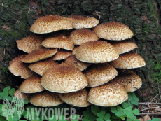 Pholiota squarrosa