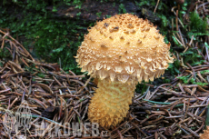 Pholiota squarrosa