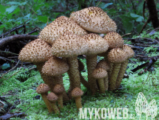 Pholiota squarrosa