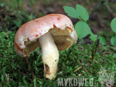 Pholiota astragalina