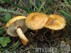 Pholiota lucifera