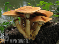 Gymnopilus spectabilis